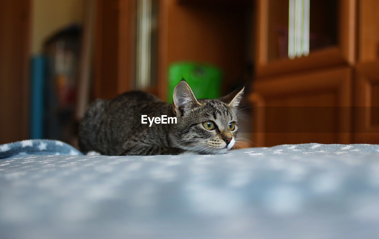 PORTRAIT OF A CAT ON BED