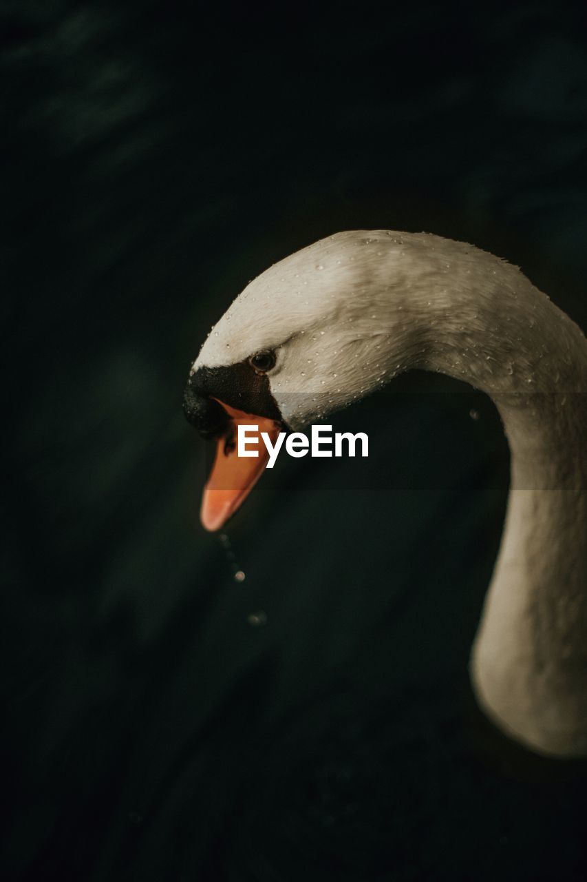 Close-up of swan swimming on lake