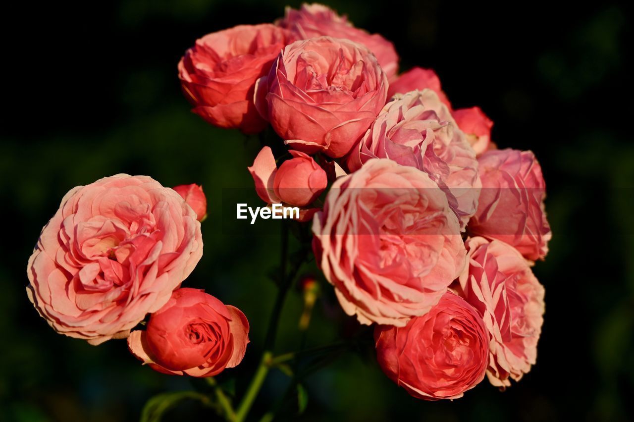 Close-up of red rose