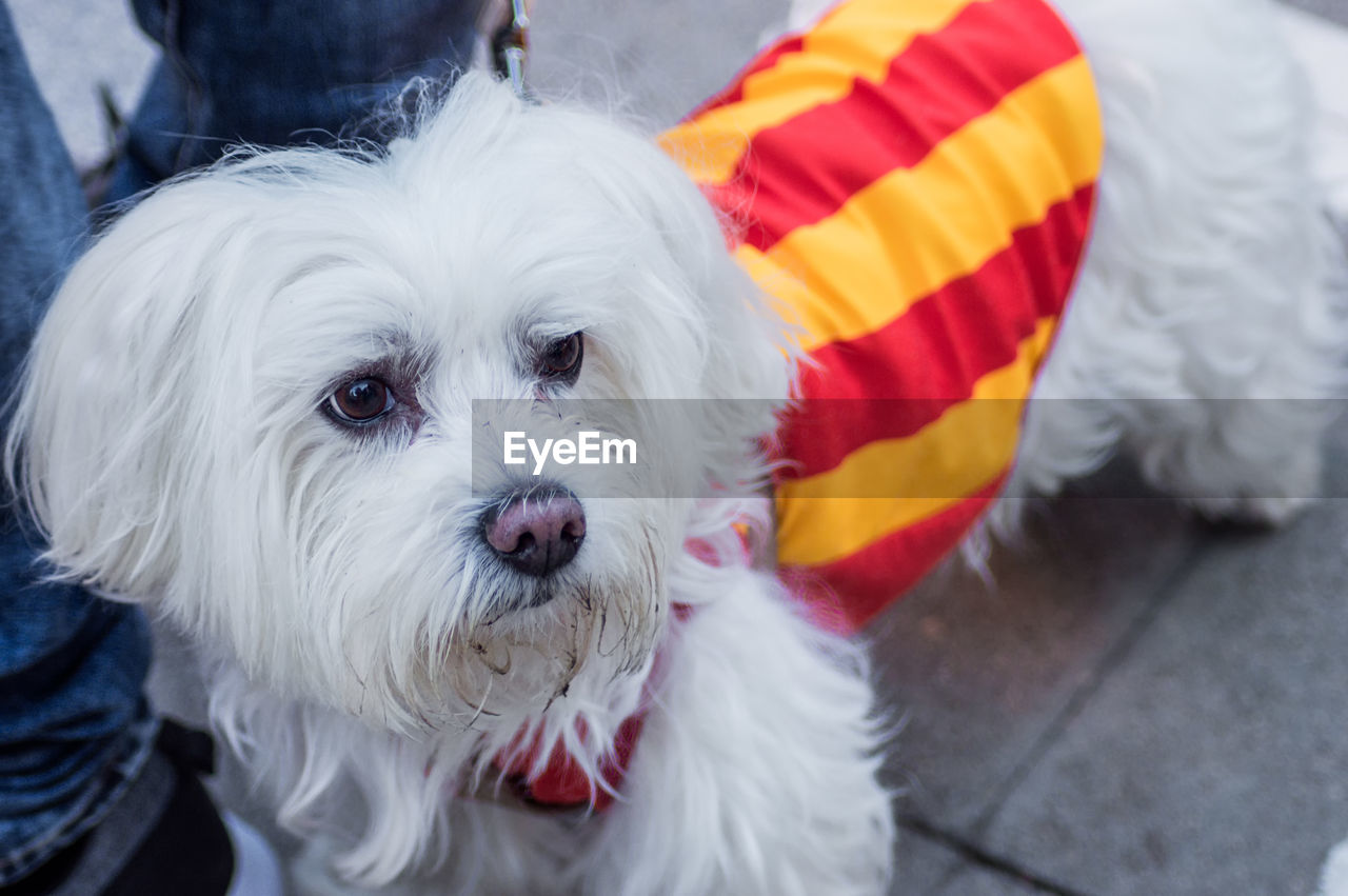 Close-up portrait of white dog