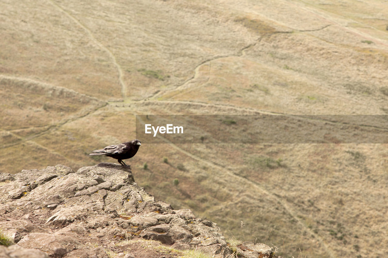 Bird perching on rock over landscape