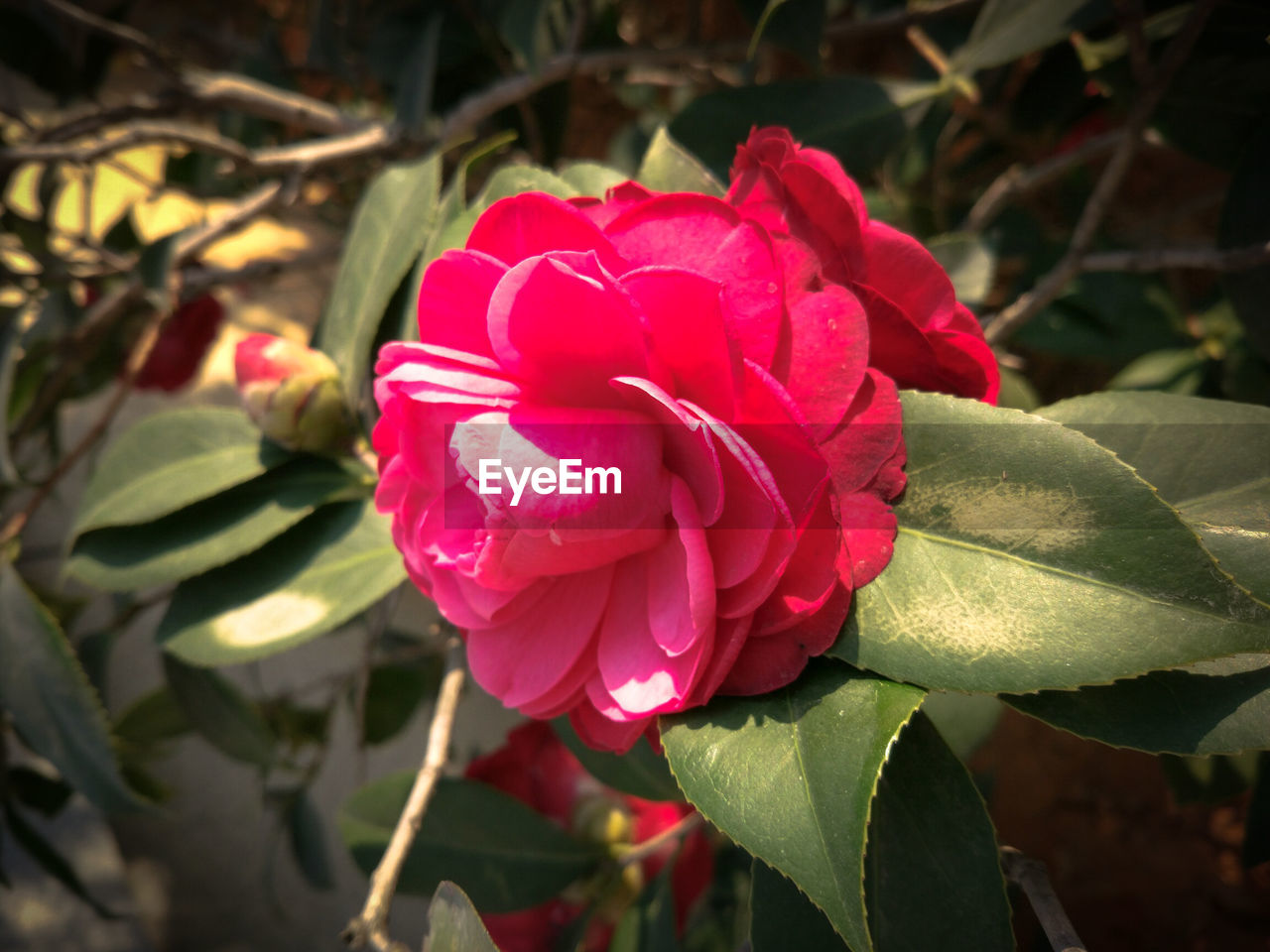 CLOSE-UP OF PINK ROSE