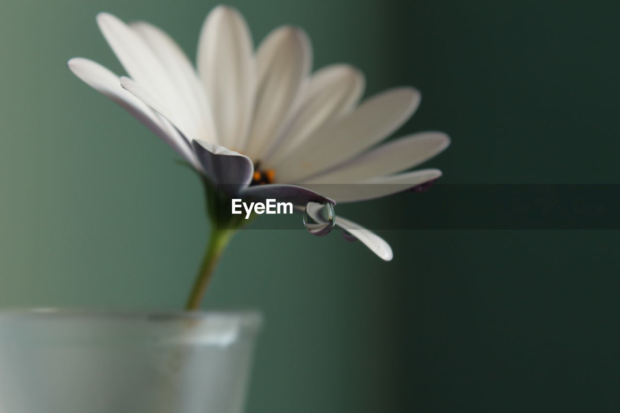 CLOSE-UP OF WHITE ROSE