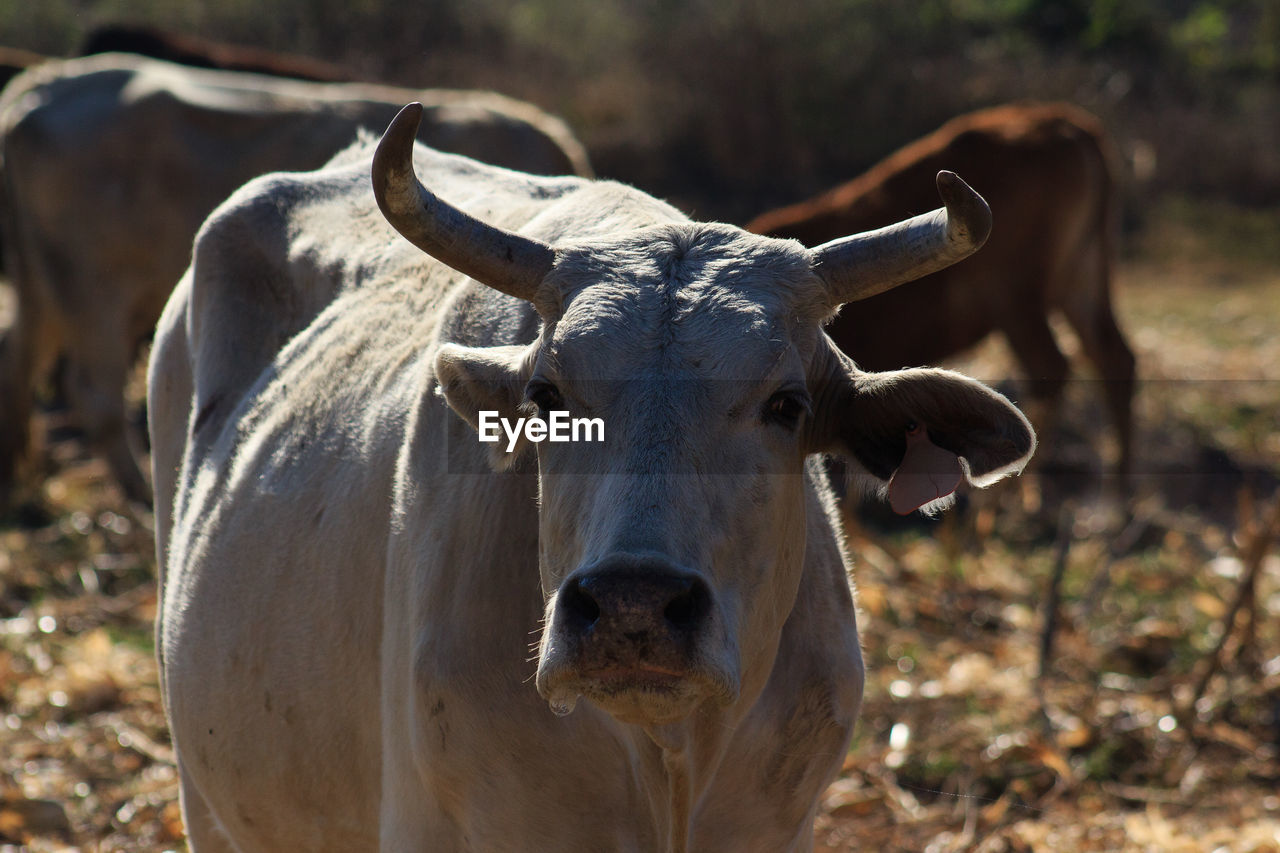 animal themes, animal, mammal, cattle, domestic animals, livestock, portrait, animal wildlife, wildlife, nature, looking at camera, ox, one animal, no people, horned, agriculture, outdoors, bull, close-up, dairy cow, pasture, domestic cattle, pet, rural area, grazing, taurus, focus on foreground, cow