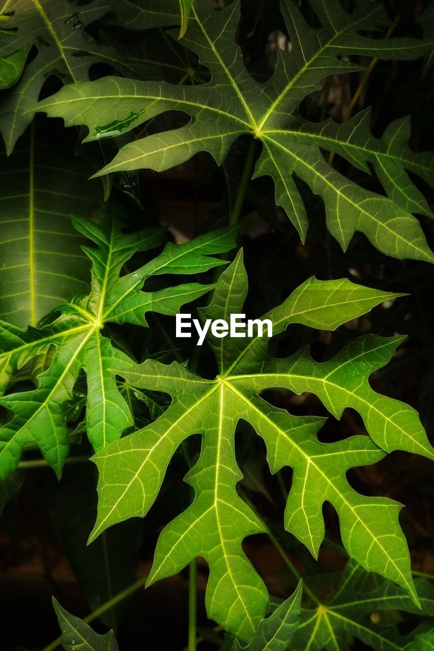 CLOSE-UP OF GREEN LEAVES