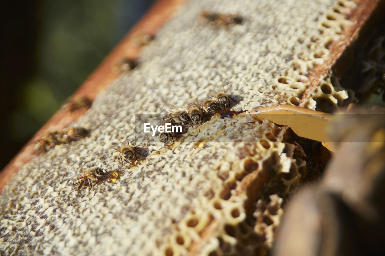 Close-up of honey bees on honeycomb
