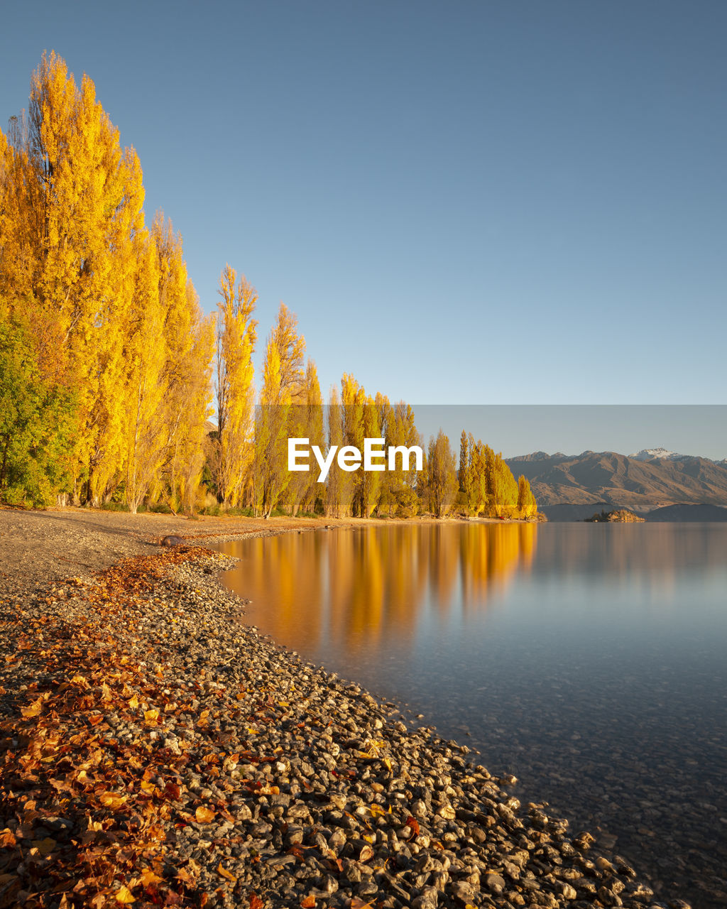 Golden autumn trees on the shore of lake wanaka, south island. vertical format.