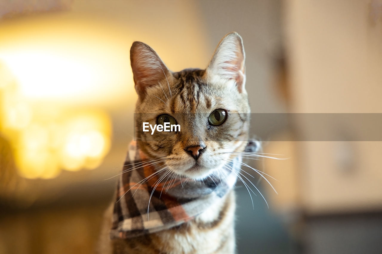 Close-up portrait of tabby cat