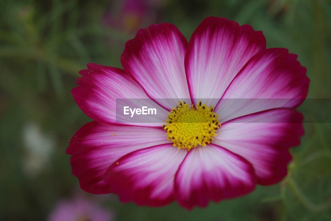 CLOSE-UP OF COSMOS FLOWER BLOOMING OUTDOORS