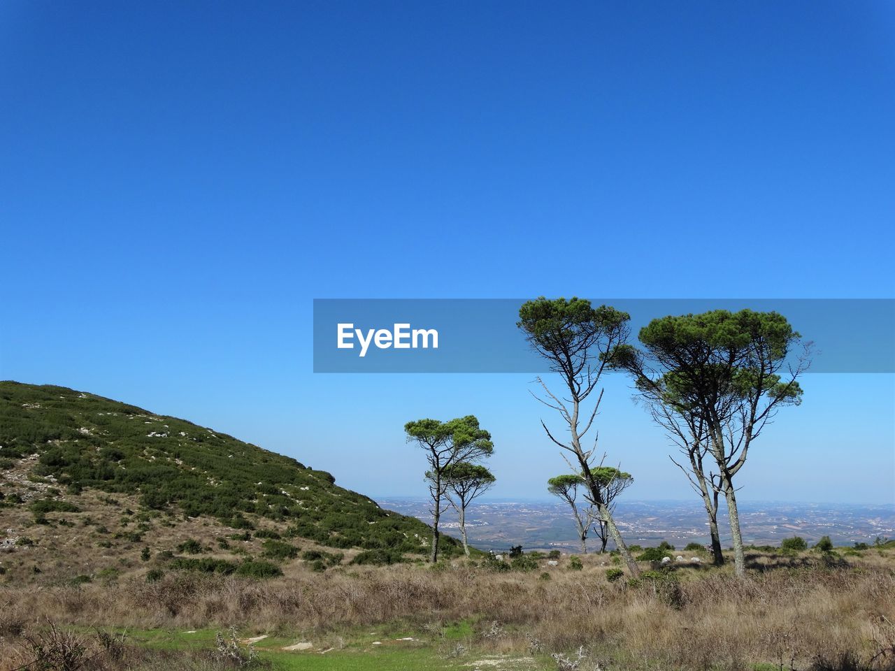 TREES AGAINST CLEAR BLUE SKY