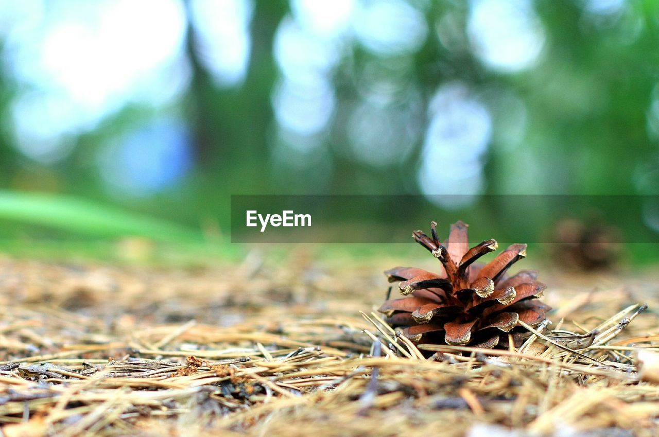 CLOSE-UP OF PLANTS GROWING ON FIELD