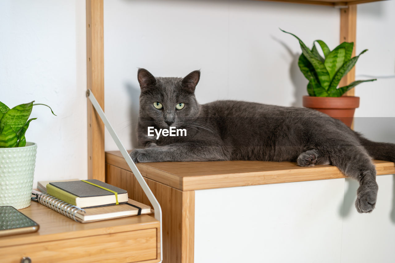 Cute happy grey domestic cat laying on the shelf relaxing and looking around with curiosity.