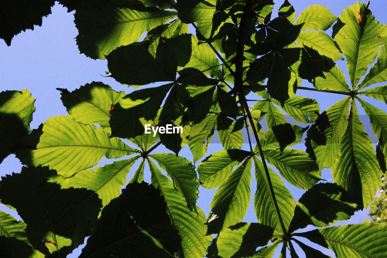 LOW ANGLE VIEW OF LEAVES ON TREE