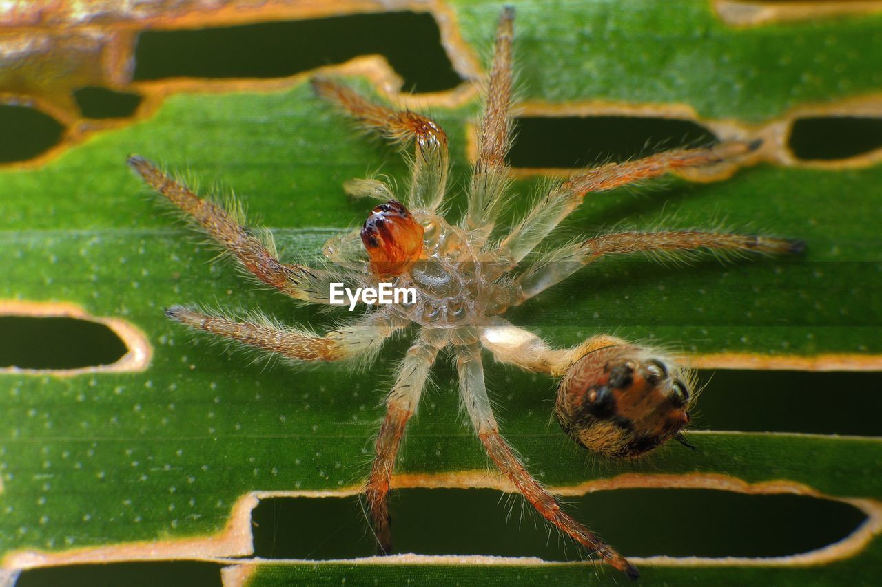 Directly above shot of spider on leaf