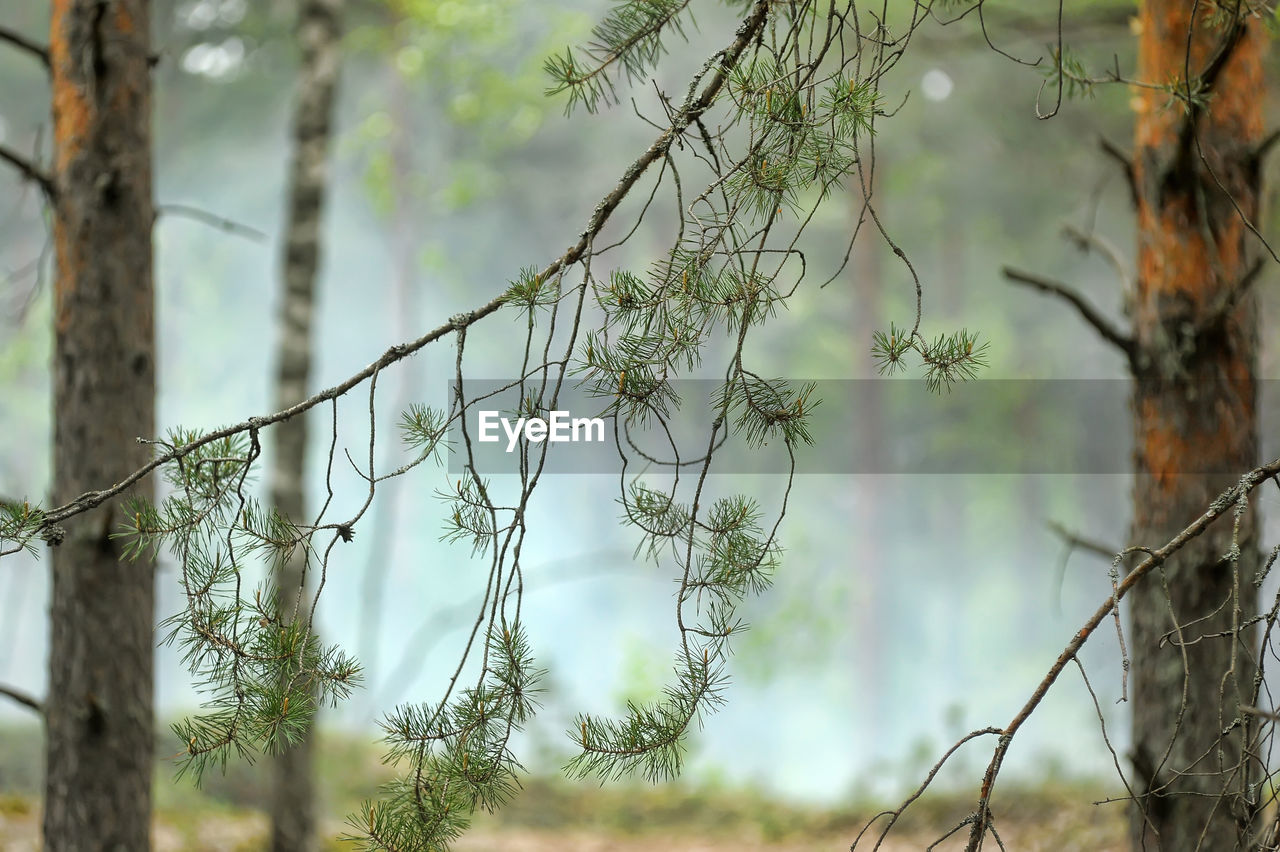 CLOSE-UP OF BRANCHES AGAINST TREES