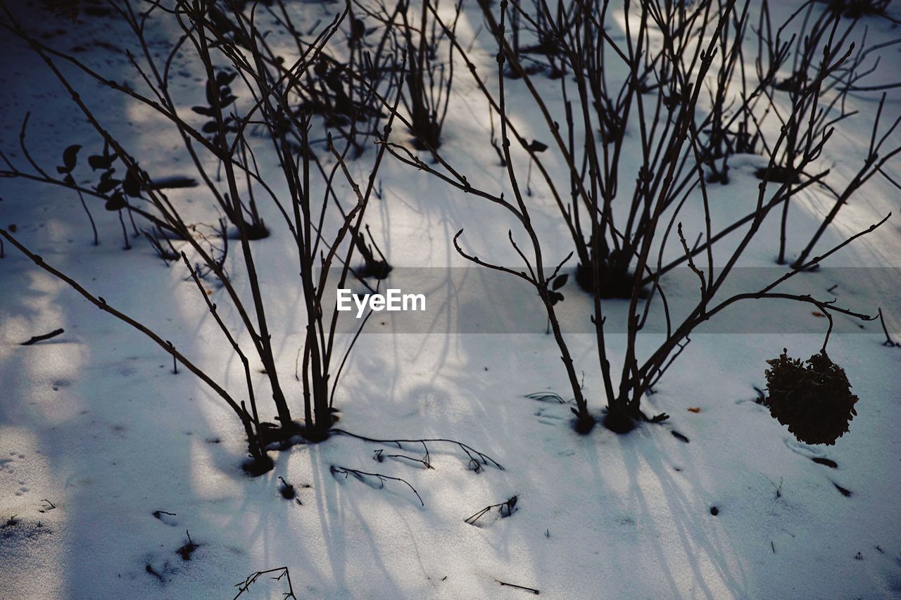 Dead plants on snow covered field