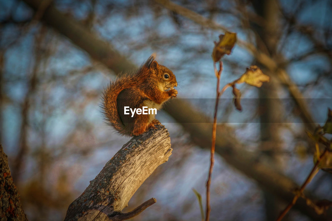 Side view of squirrel on tree