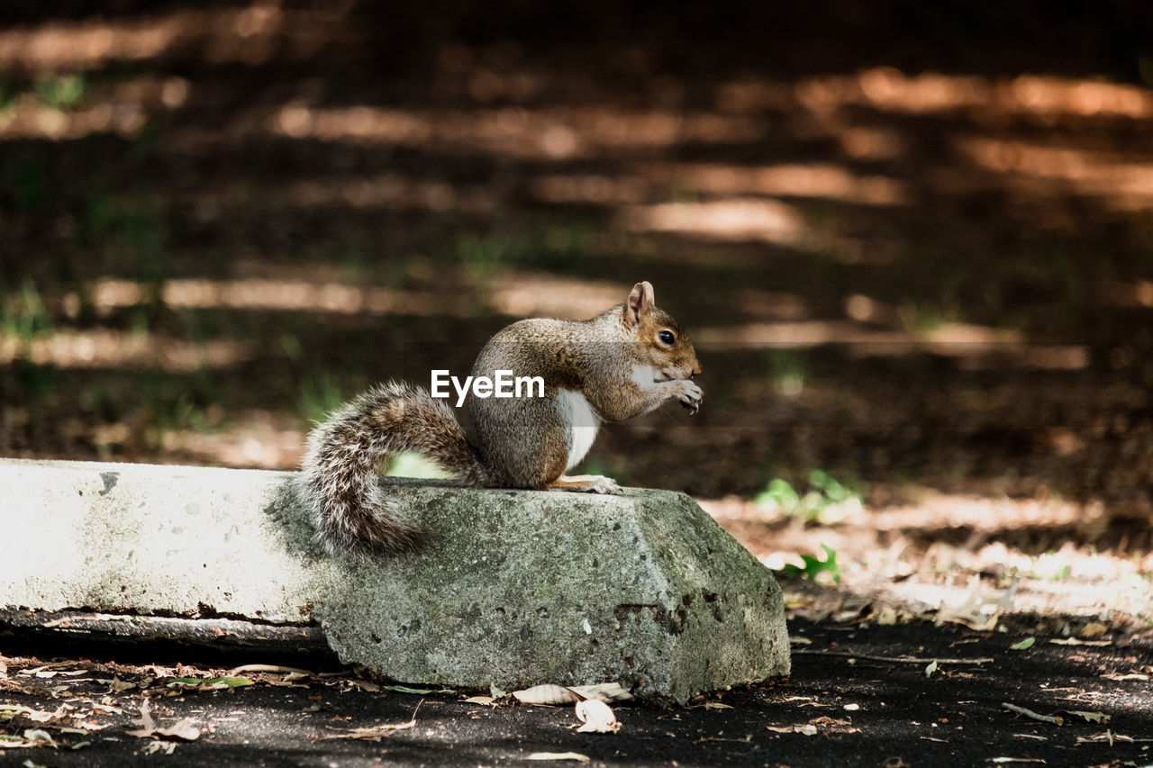 Close-up of squirrel sitting on land