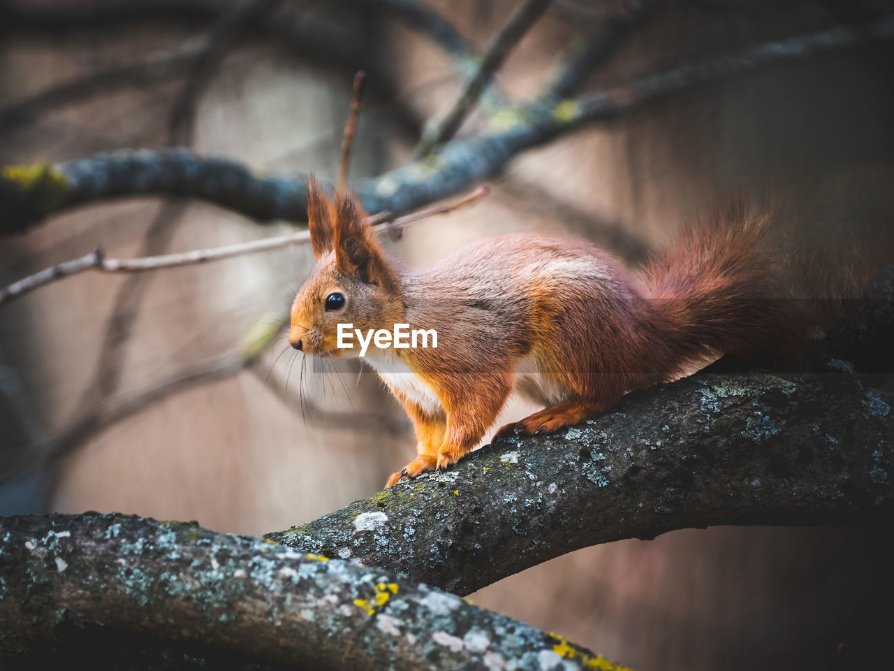 Close-up of squirrel