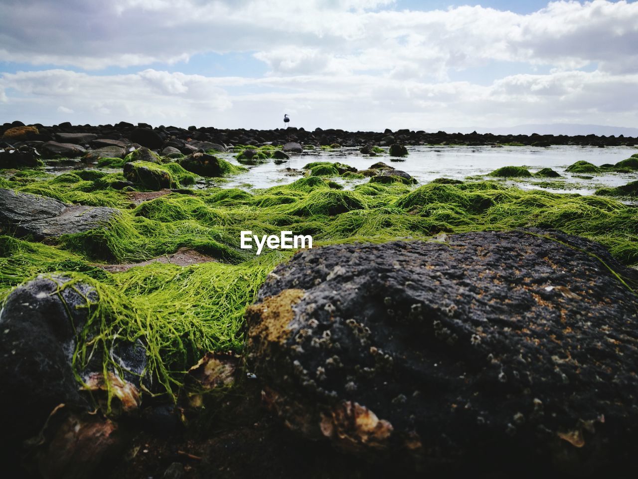 CLOSE-UP OF GREEN SHORE AGAINST SKY