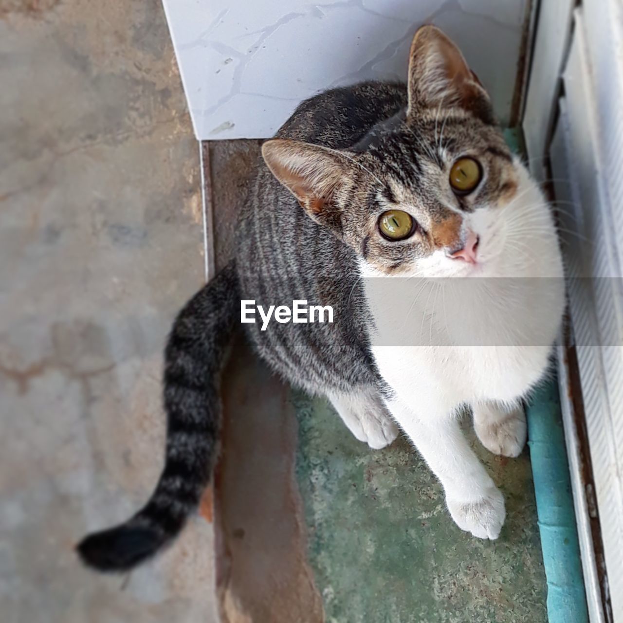 High angle view of cat sitting on floor