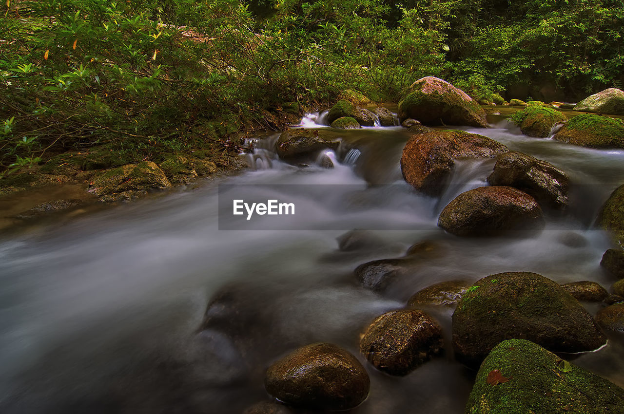 Scenic view of waterfall in forest