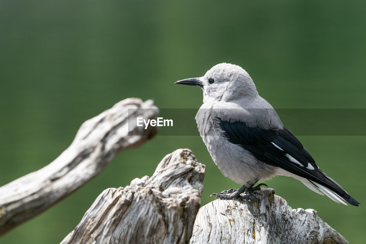 Close-up of bird perching on branch