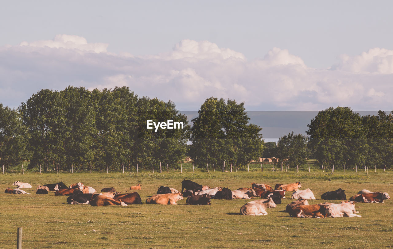 Herd of cows resting on field against sky