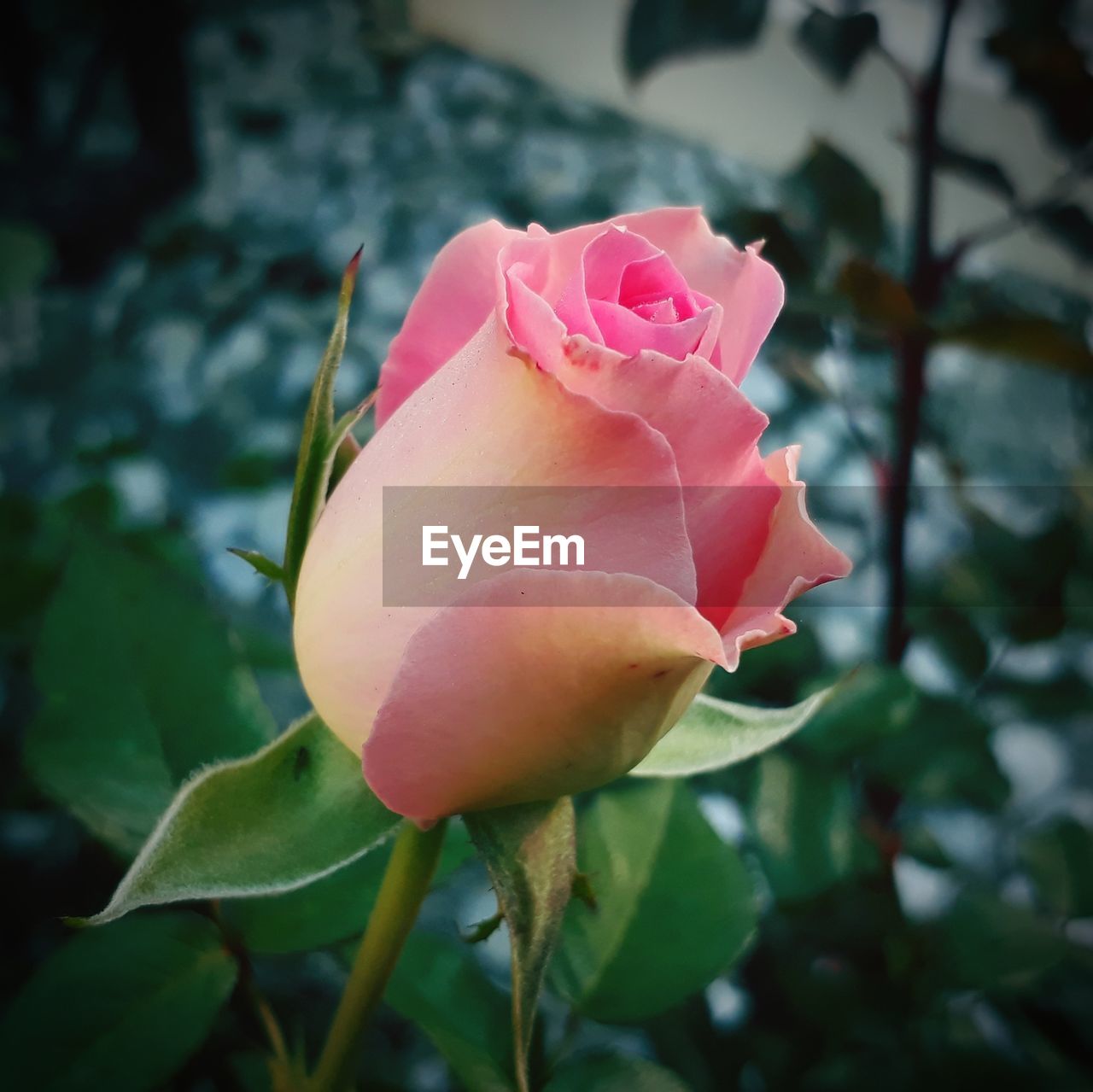 CLOSE-UP OF ROSE BLOOMING OUTDOORS