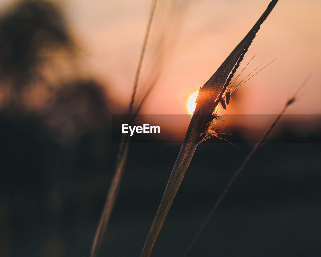 CLOSE-UP OF STALKS AGAINST SUNSET