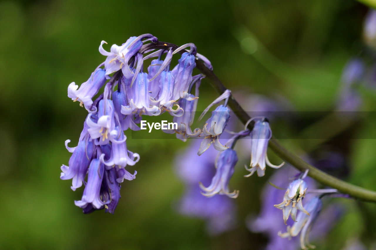 Close-up of purple flowering plant