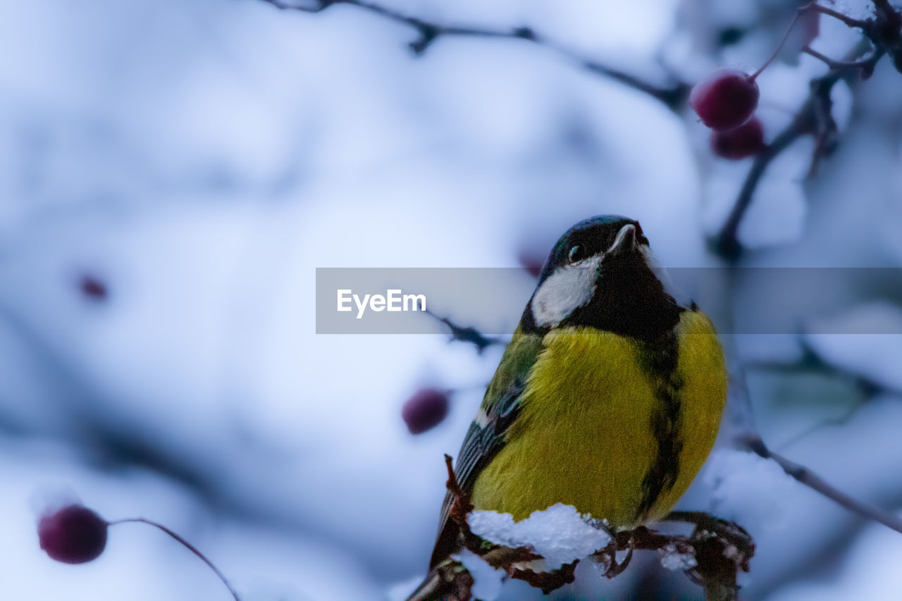 bird, animal, animal themes, branch, animal wildlife, tree, nature, winter, wildlife, close-up, cold temperature, flower, snow, one animal, perching, fruit, focus on foreground, no people, beauty in nature, plant, macro photography, beak, outdoors, environment, food, spring, day, yellow