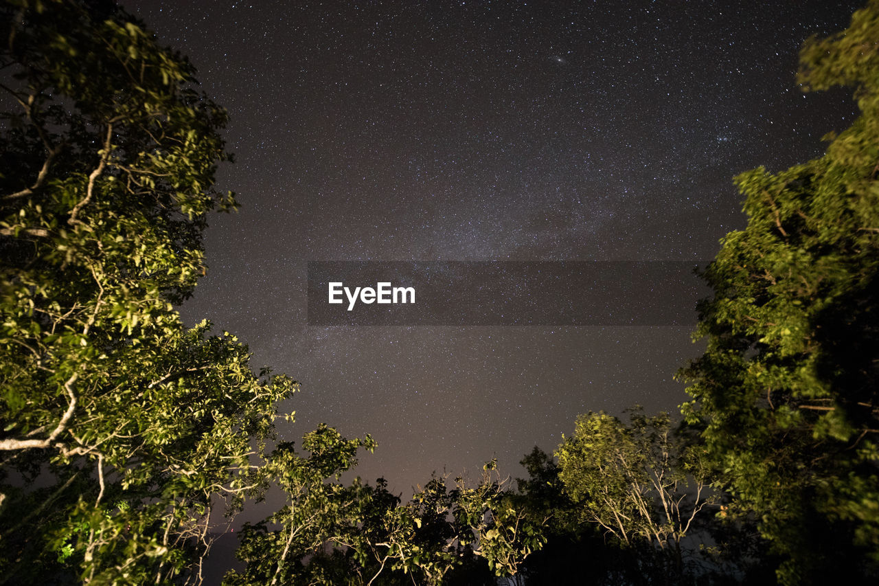 Low angle view of trees against sky at night