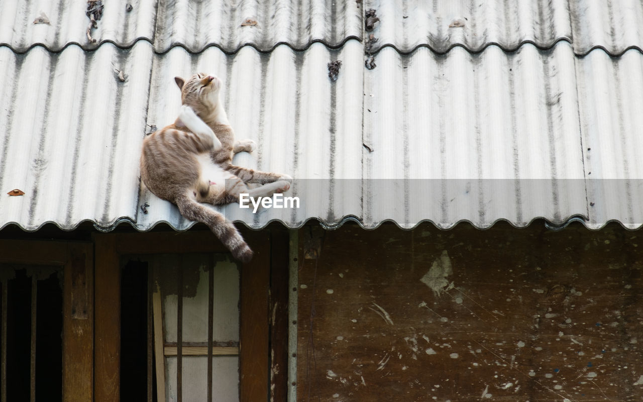 CAT LYING ON FLOOR