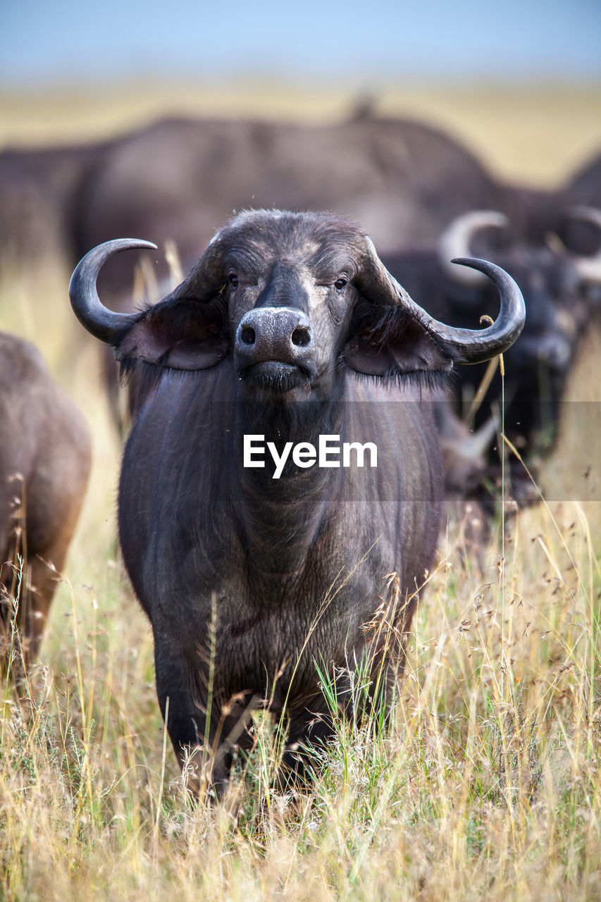 African cape buffalo, africa