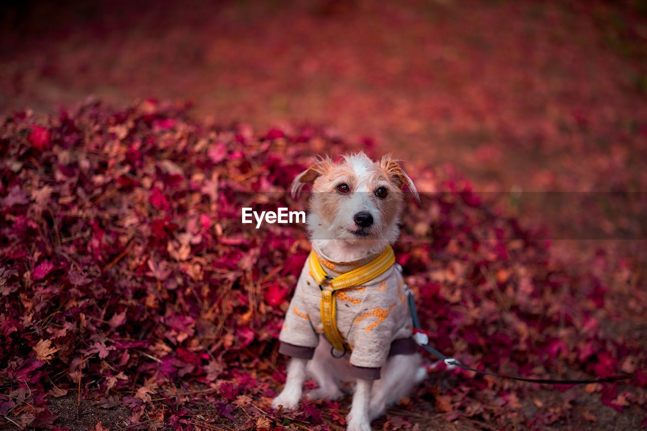 Portrait of a dog on autumn leaves