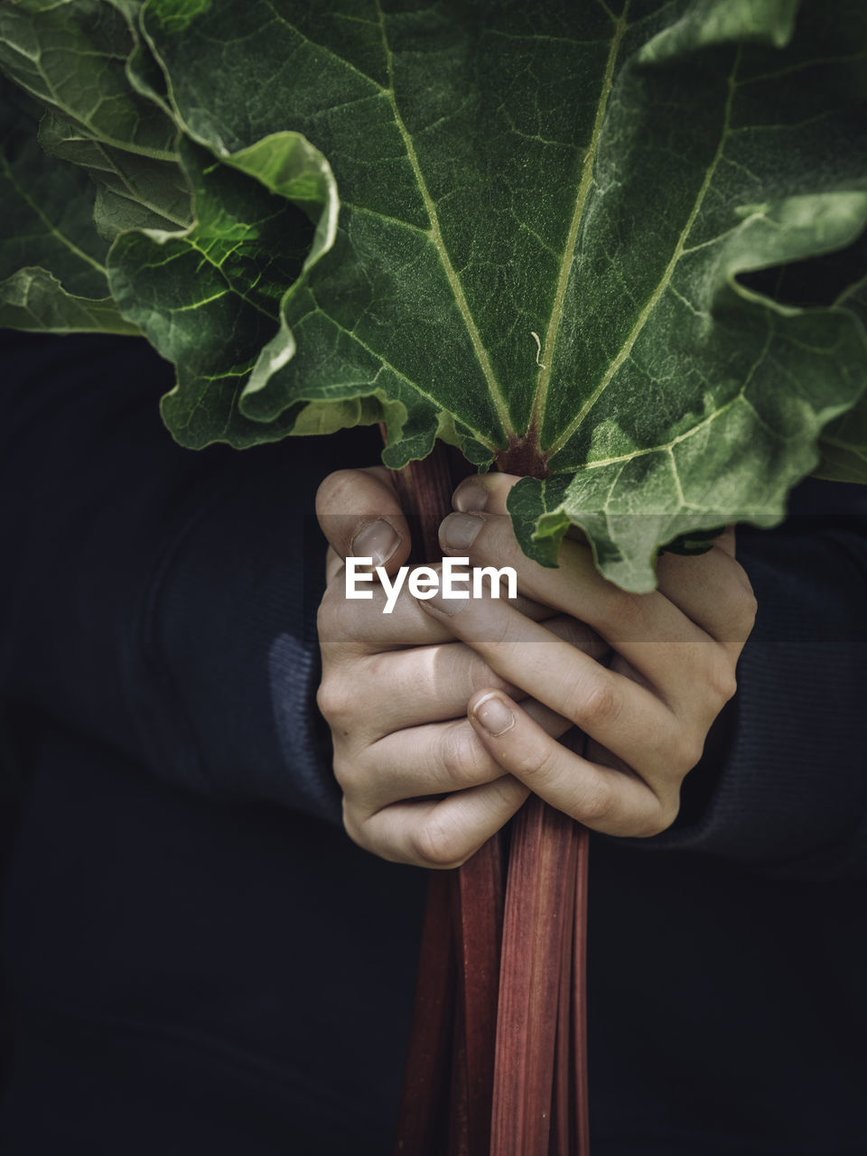 Midsection of man holding leaf