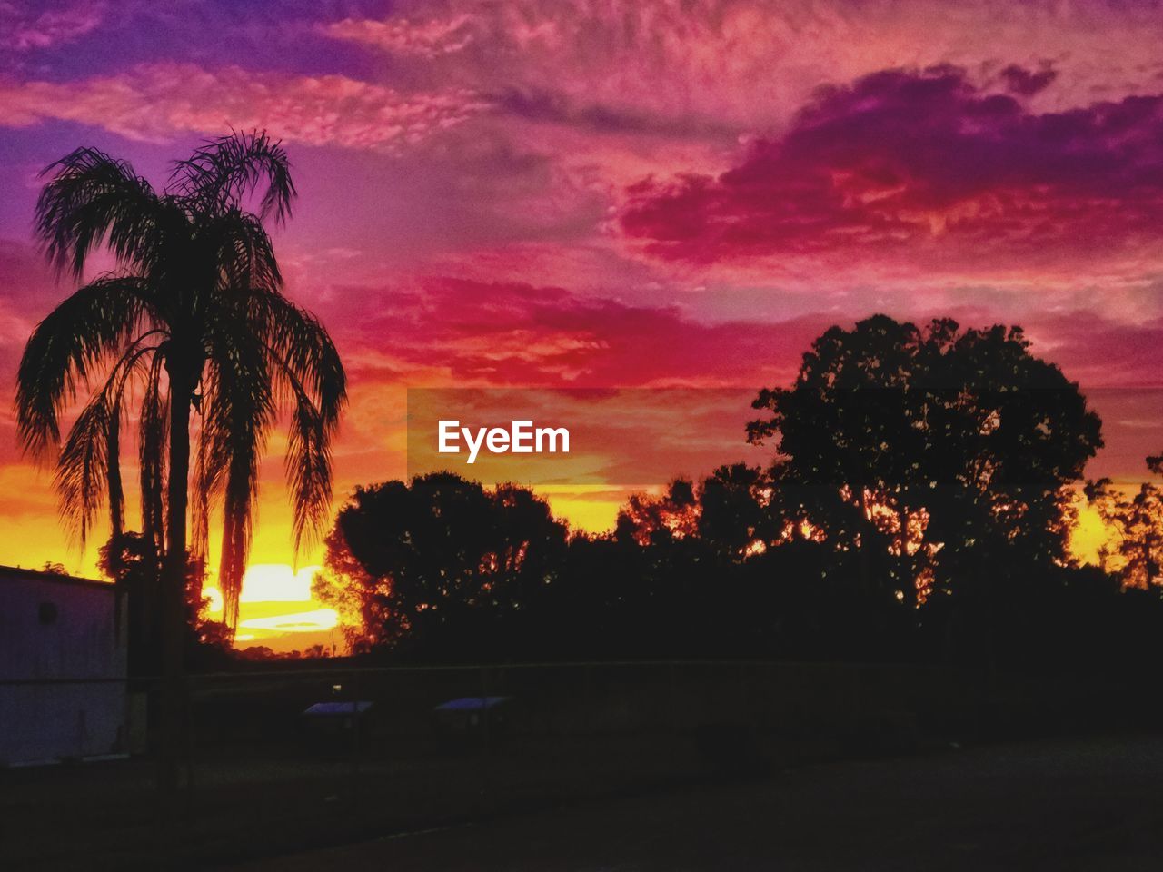 SILHOUETTE PALM TREES AGAINST ORANGE SKY