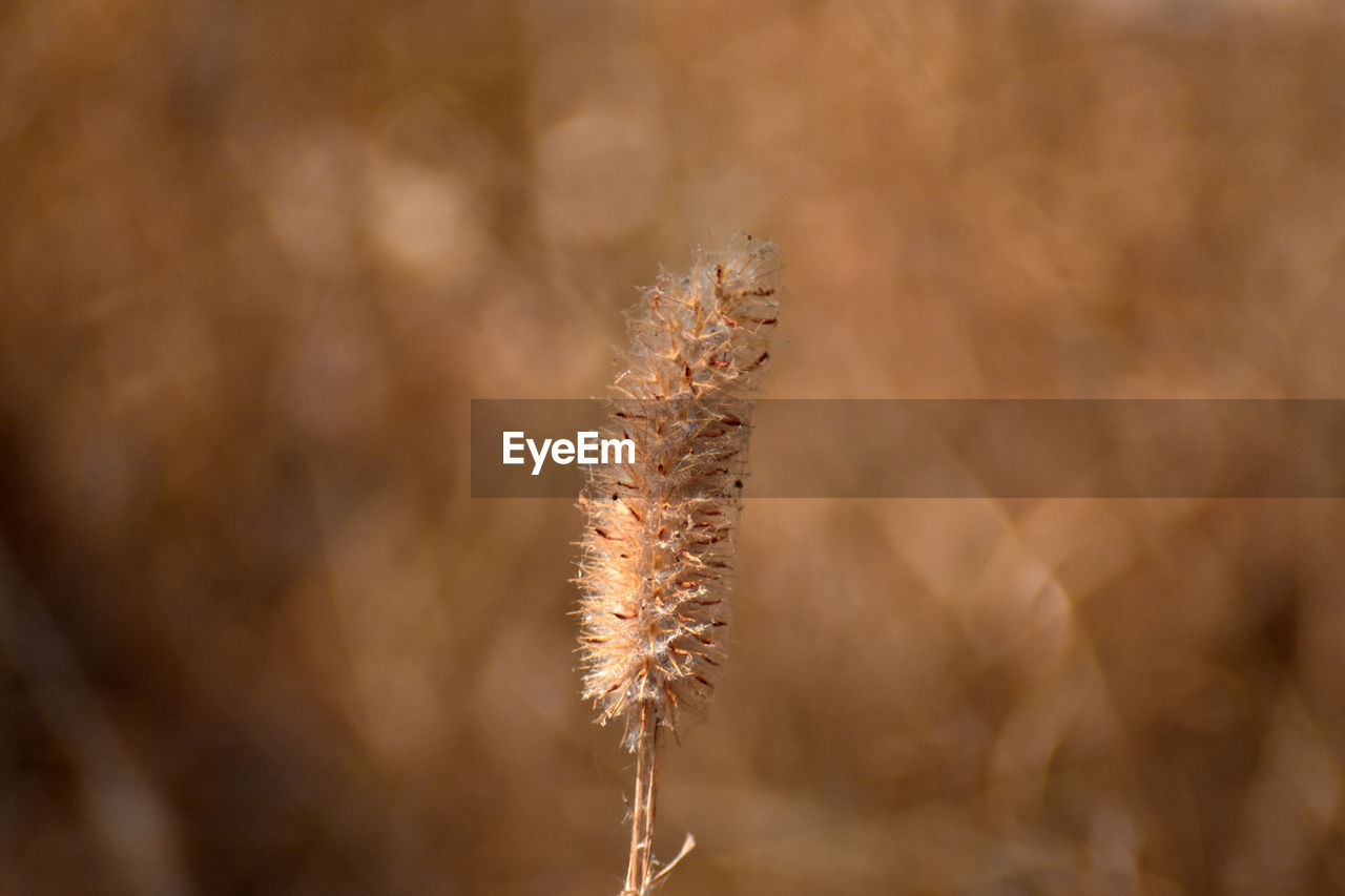 Close-up of dried plant on field