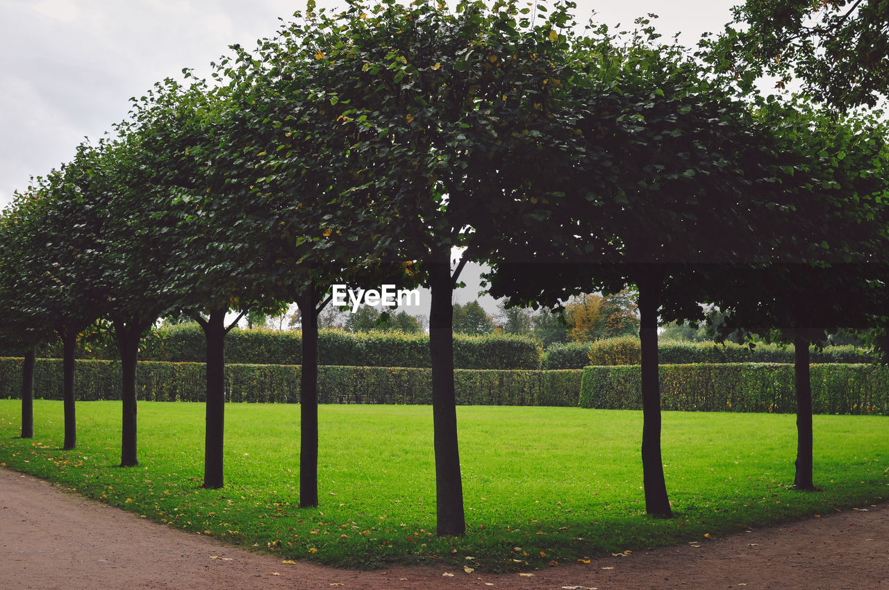 Row of trees in park during sunny day