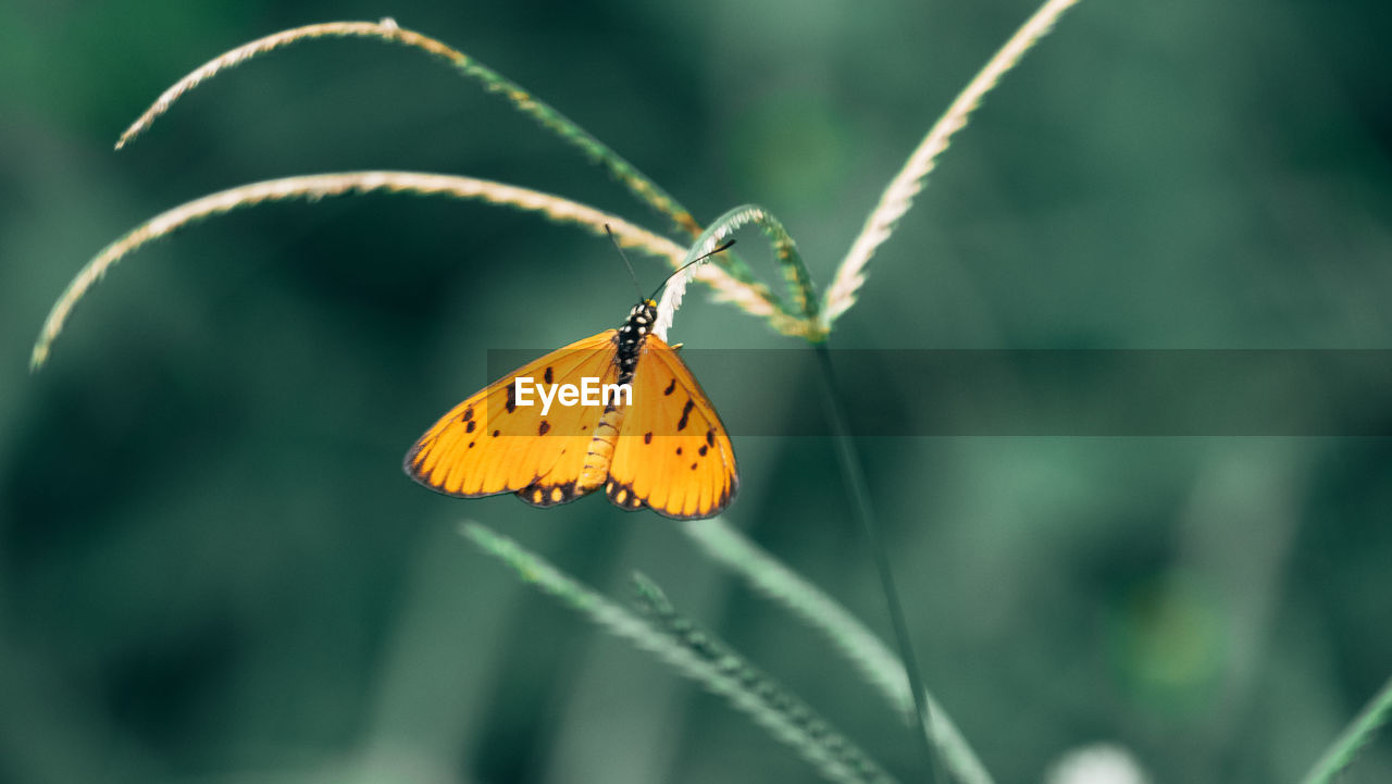 Orange black butterfly closeup image in green blur background