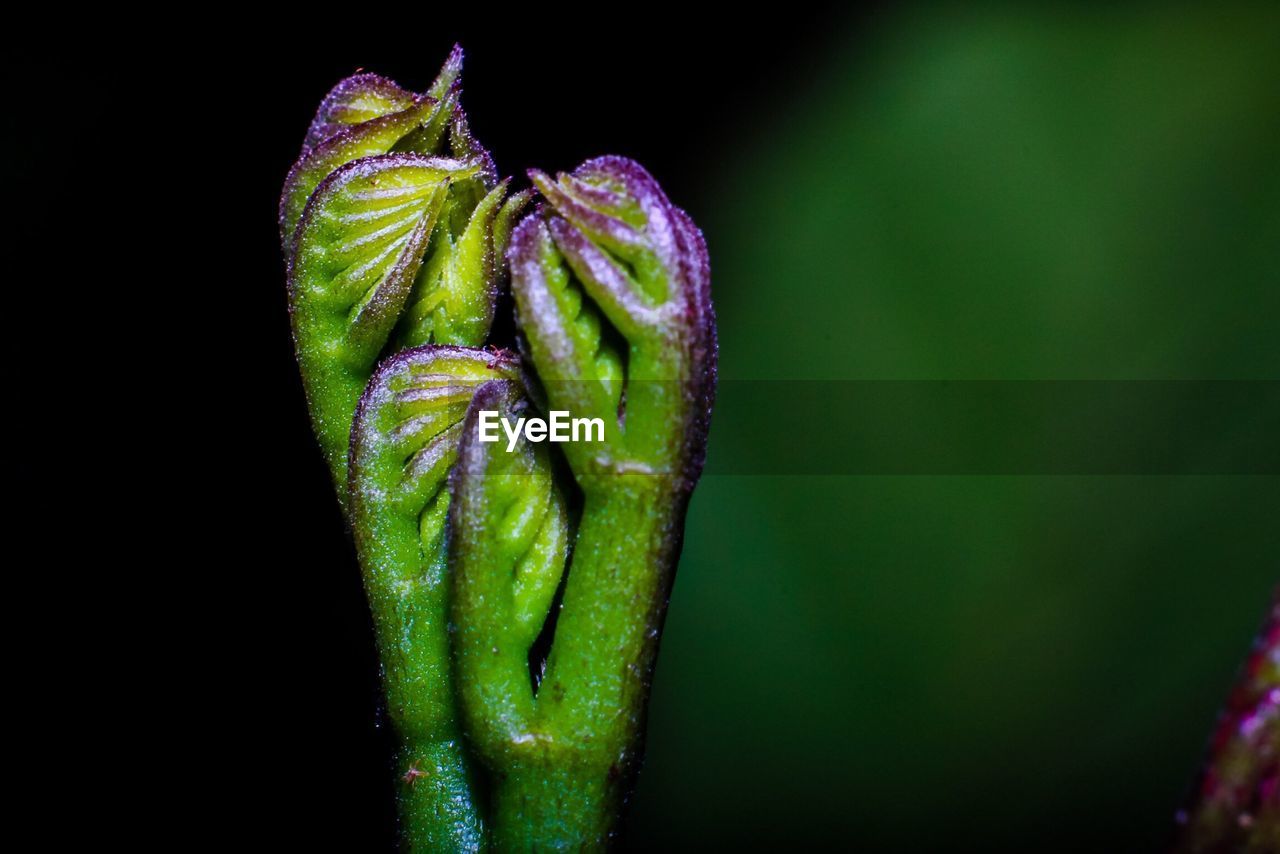 Close-up of green stem