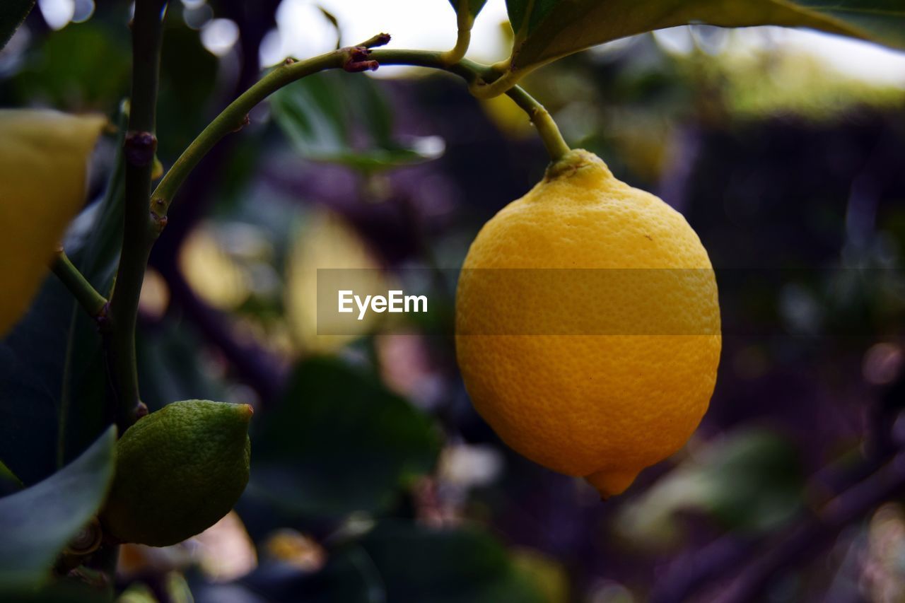 Close-up of lemon on tree