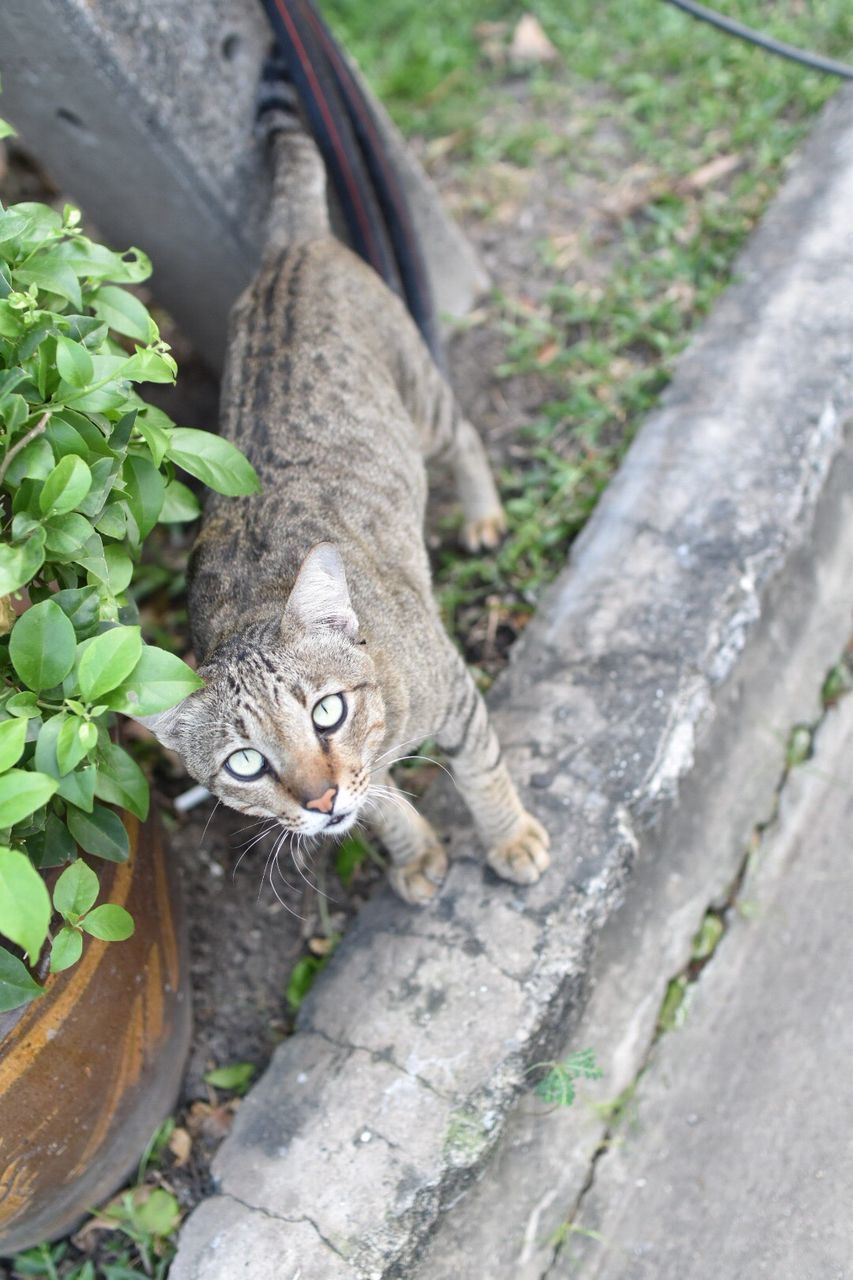 High angle portrait of cat sitting on retaining wall