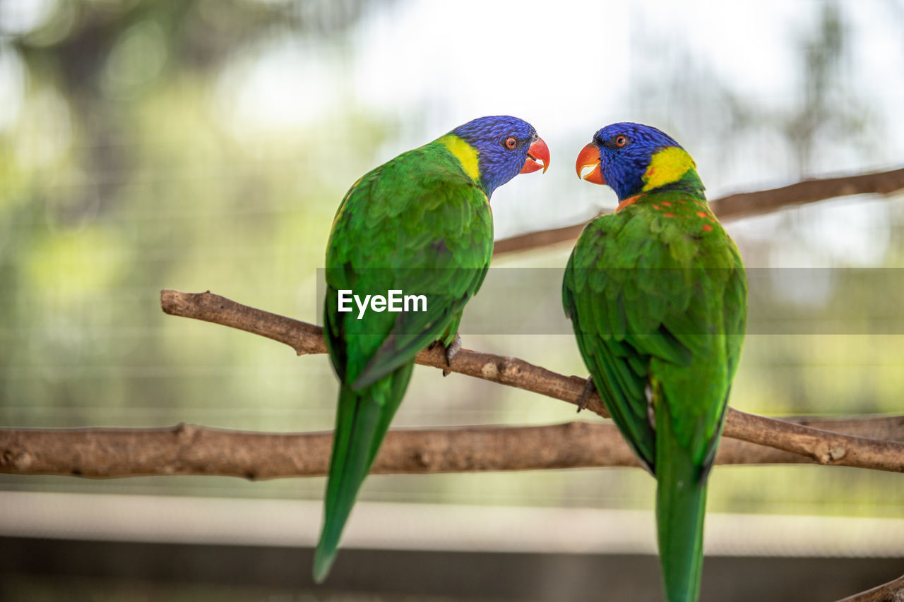 CLOSE-UP OF BIRDS PERCHING ON BRANCH