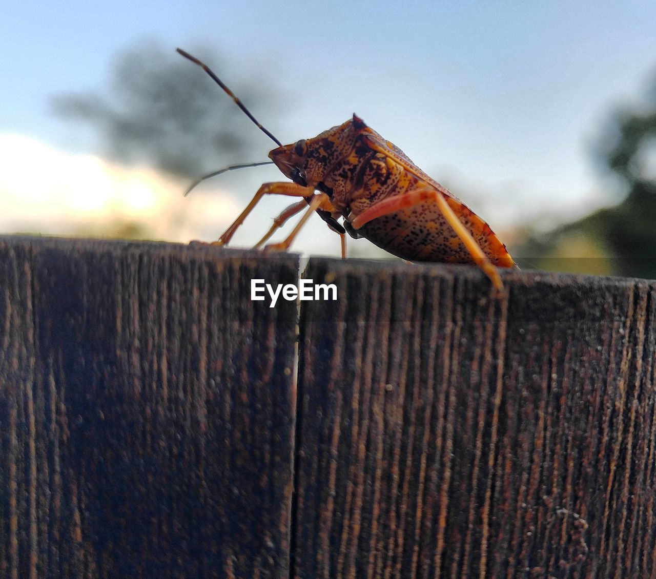Close-up of insect on wood against sky