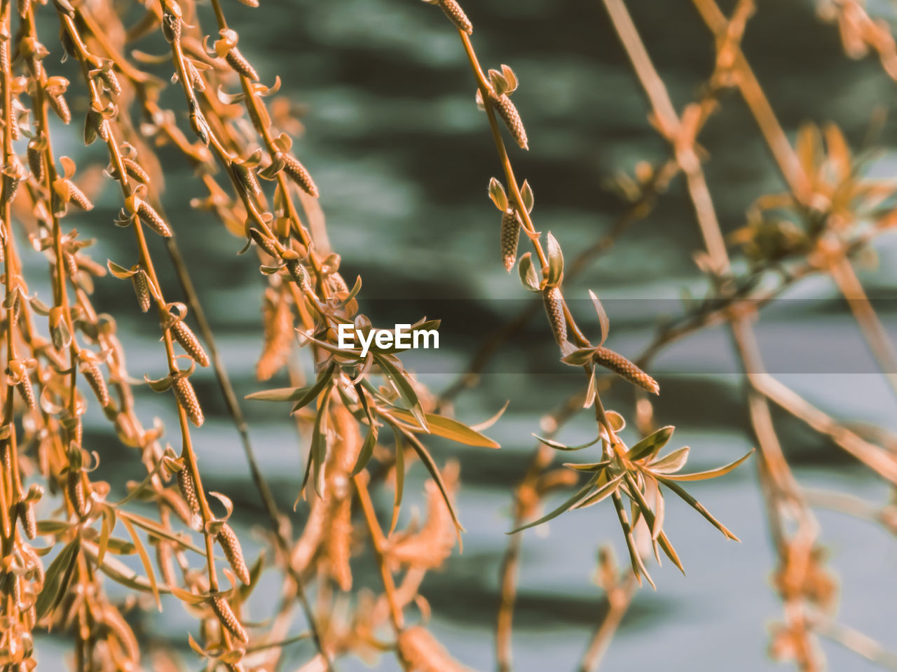 Close-up of dry plants against lake