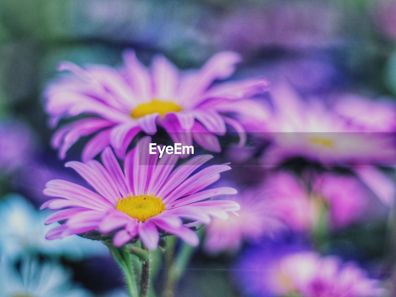 CLOSE-UP OF PURPLE FLOWERING PLANT