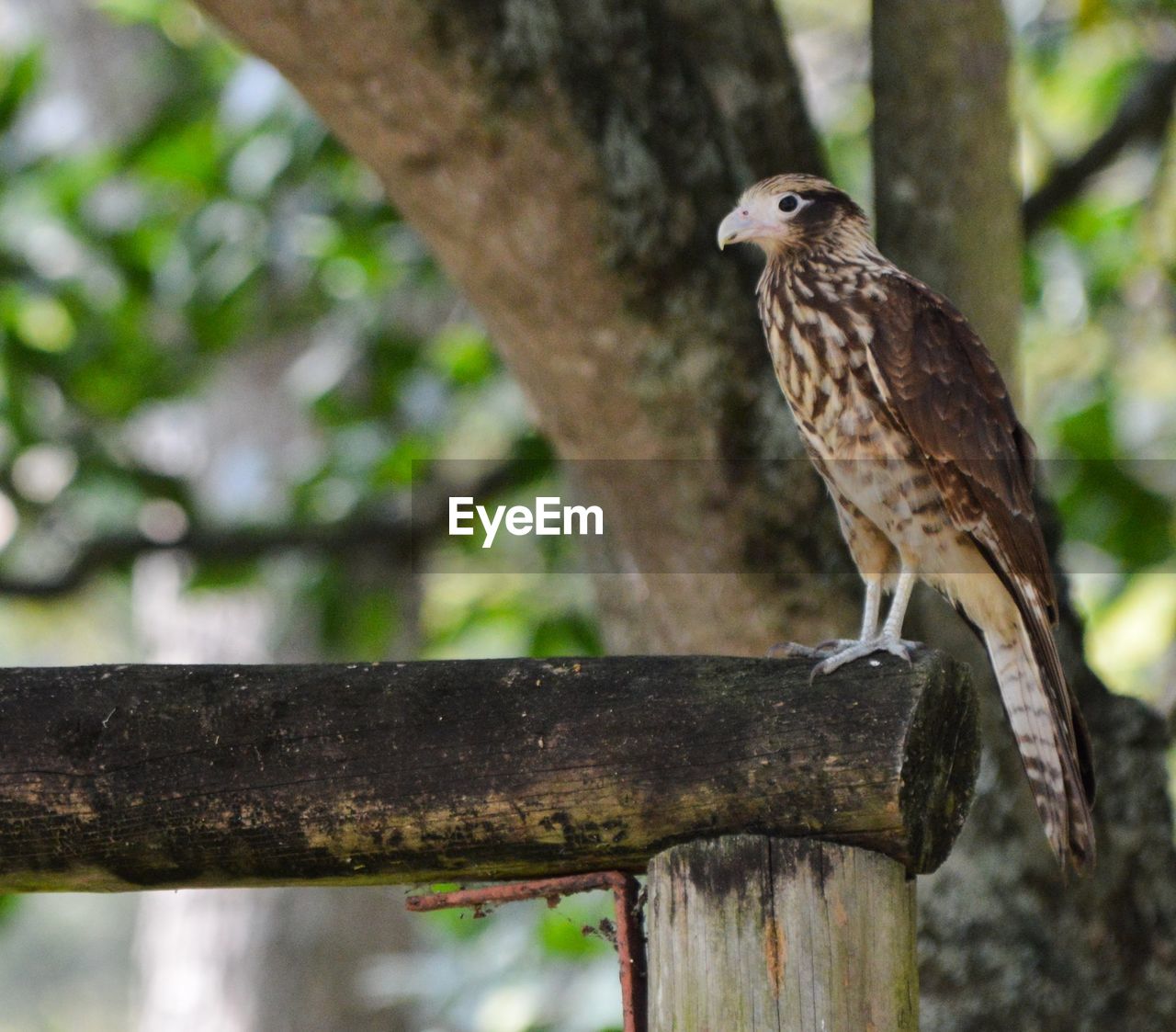 CLOSE-UP OF OWL PERCHING ON TREE