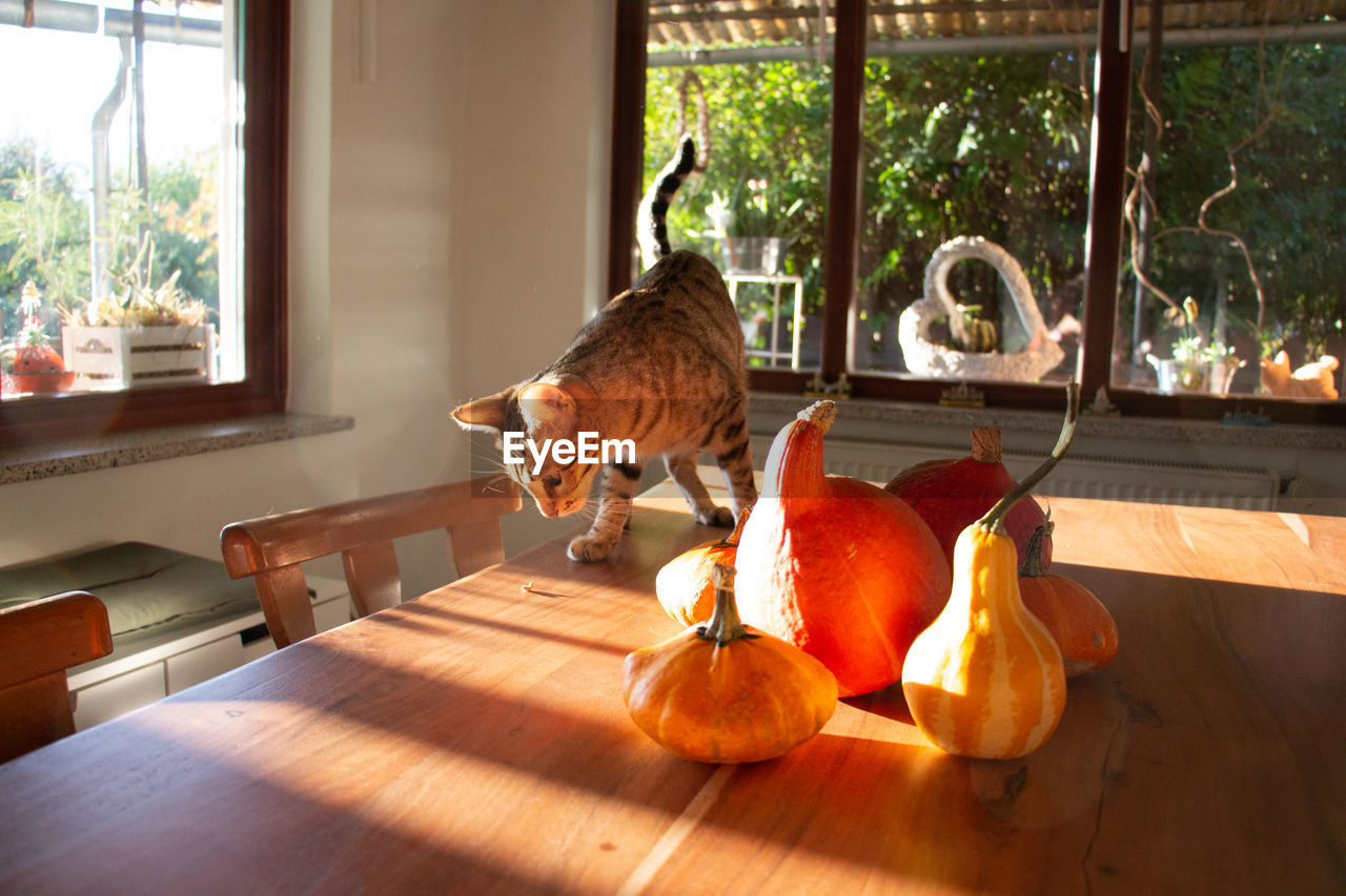 The tabby cat franz is walking on the wooden table next to pumpkins in autumn.